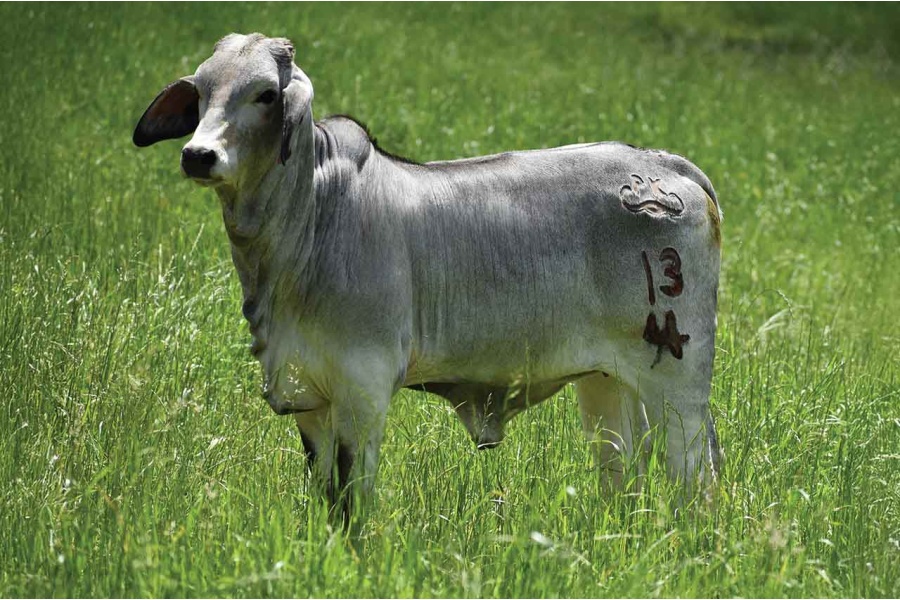 LOT 020-MS PKC POLLED DOLLY 13/4