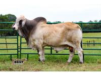 LOT 06A - MR V8 739/7 “CHIVALRY” SEXED SEMEN - TWO STRAW PACKAGE