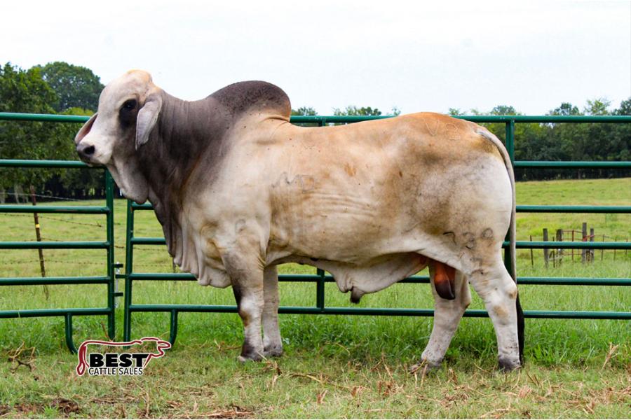 LOT 06A - MR V8 739/7 “CHIVALRY” SEXED SEMEN - TWO STRAW PACKAGE