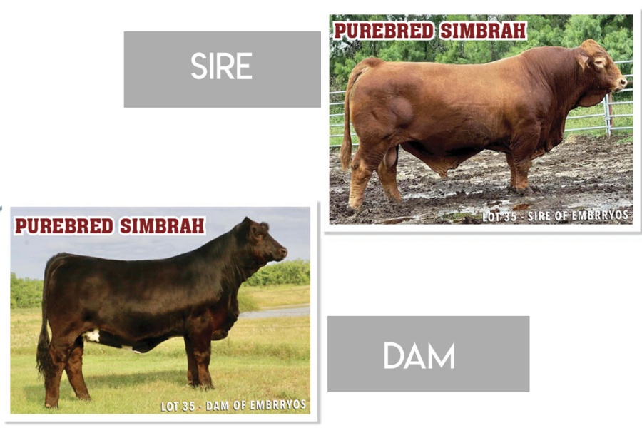 LOT 35 - LA MUNECA THREE (3) IVF EMBRYO PACKAGE  - LMC BBS RAMBLER 5D/39 x BLCO LMC FRESCA J107