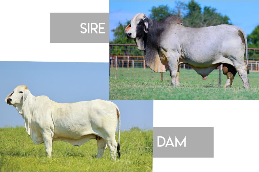 LOT 14 -+JDH MR. MUSIC MANSO 911/1X AT MISS MILLIE 2.0 779/0-PACKAGE OF 3 EMBRYOS