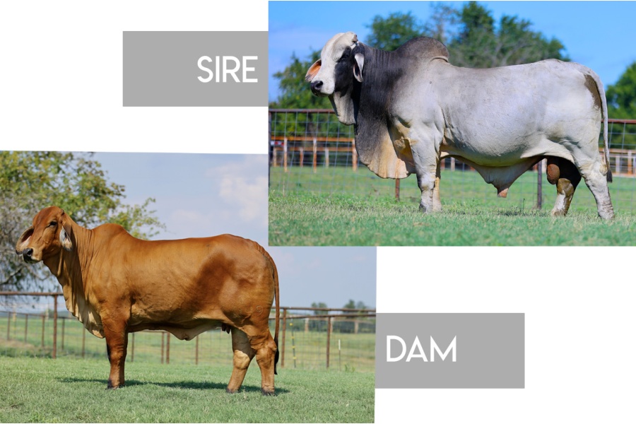 LOT 17 -+JDH MR. MUSIC MANSO 911/1 X MISS 4F POLLED 149/1 (P)-PACKAGE OF 3 EMBRYOS