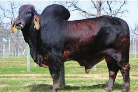 LOT 40 - +MR CC ELI 400/1 - 10 STRAWS