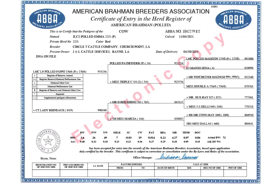 MR. FONTENOT 200 X JLCS POLLED EMMA 22/1 (P)  - FEMALE SEXED EMBRYO - USA ONLY