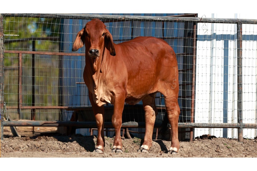 LOT 02 - MISS GR SCARLETT ROSE 7/5