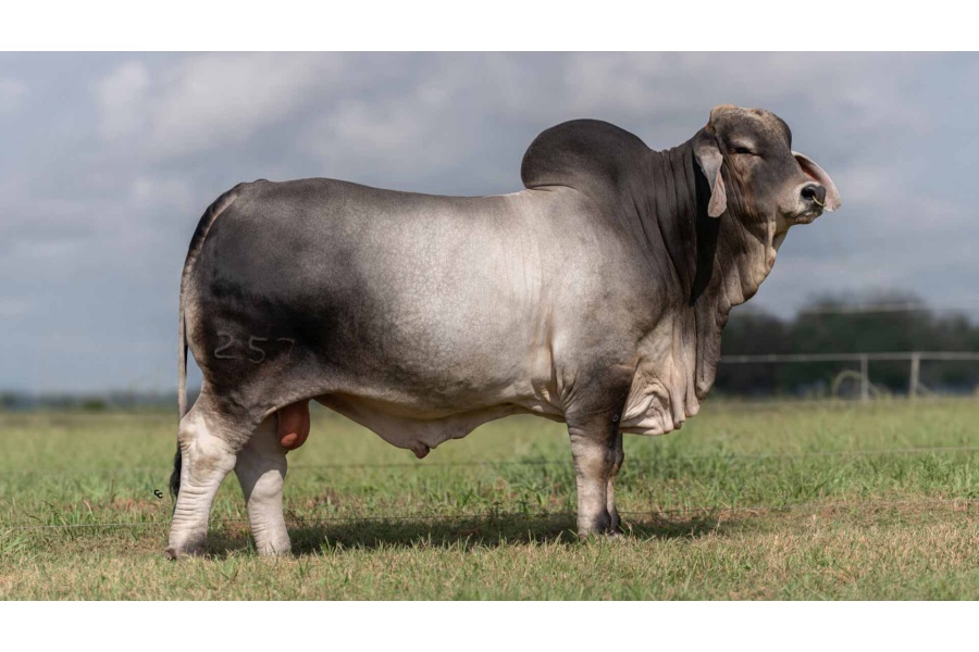 LOT 15 - BRC AMOS MOSES 257 - 1 STRAW OF SEMEN
