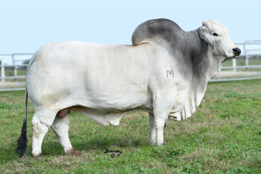 LOT 063, 063A - MORENO MS. LADY STAR ON ME 676/3