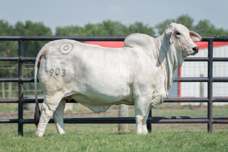 LOT 11 -	MISS BER ANJELICA 903 - IVF FLUSH
