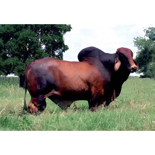 LOT 31A - +MR. 3H X-RAY 825
