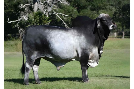LOT 053 - MISS V8 533/8