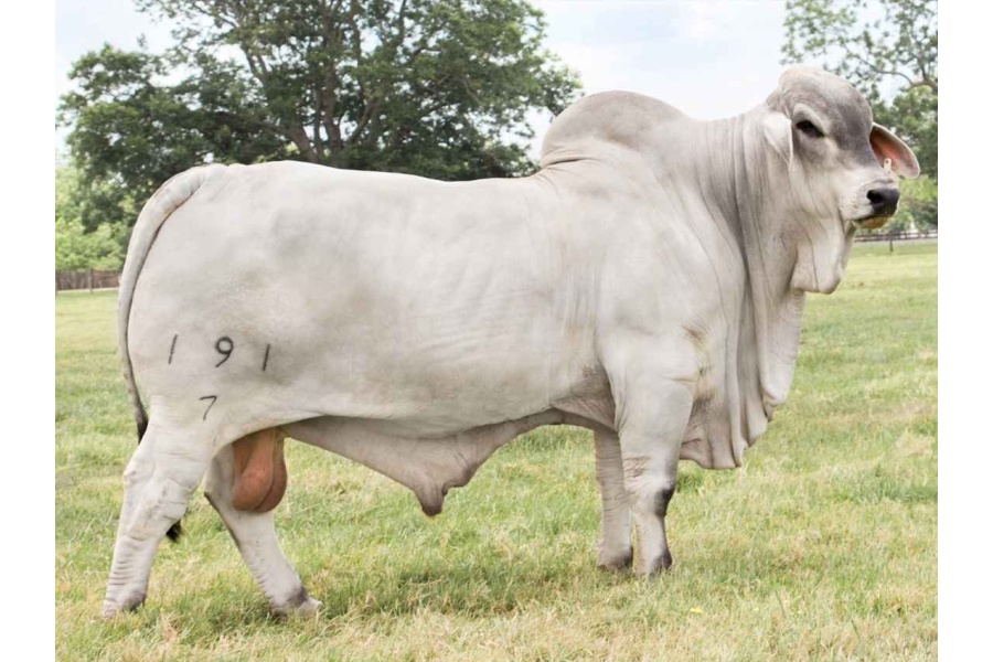 LOT 062 - MORENO MS. LADY XOEY 424/3