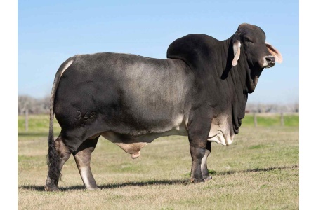 LOT 046, 043, 047 - MISS BLACK GOLD 169/3 - PICK OR X THE MONEY OF LOTS CHOSEN (B)