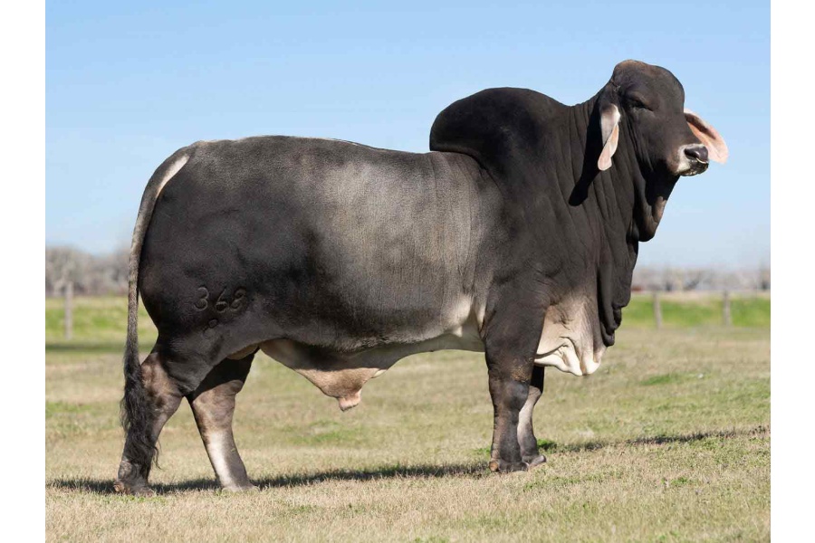 LOT 046, 043, 047 - MISS BLACK GOLD 169/3 - PICK OR X THE MONEY OF LOTS CHOSEN (B)