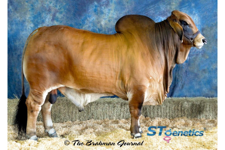 LOT 29 - +MR. SG 111/1