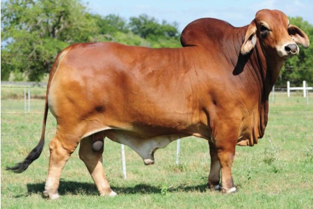 LOT 04 - +SRS MR. TROUBADOR 933 - 1 STRAW