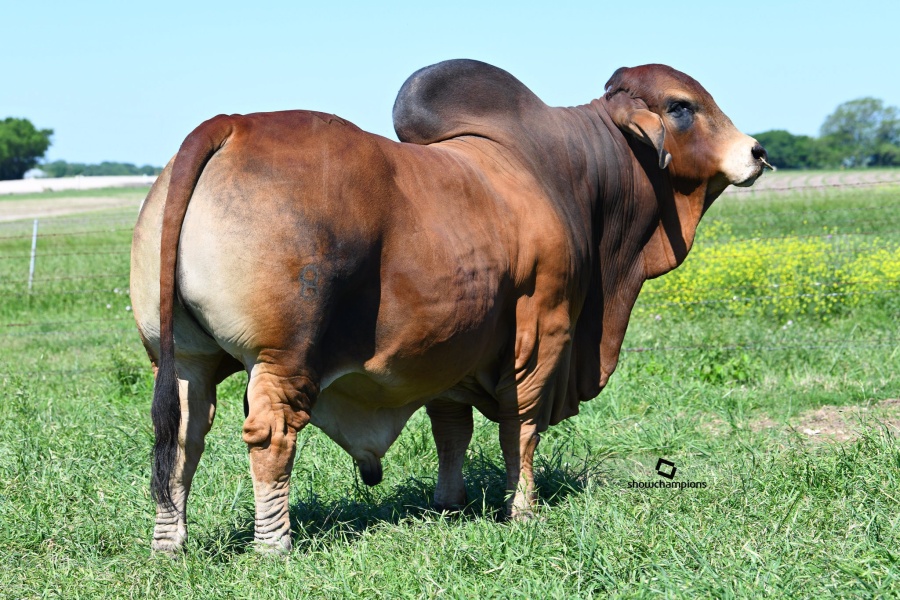 LOT 05 - +MR WCC MAXIMUS ROJO 82/4