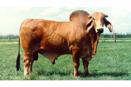 LOT 19 - +WARD'S BRAVO 1/09 - 10 STRAWS OF SEMEN WITH UNLIMITED AI CERTIFICATES