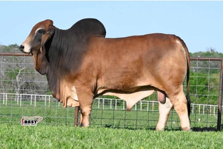 LOT 32 - MR SNS SAVAGE 460/1 - 5 STRAWS CONVENTIONAL SEMEN