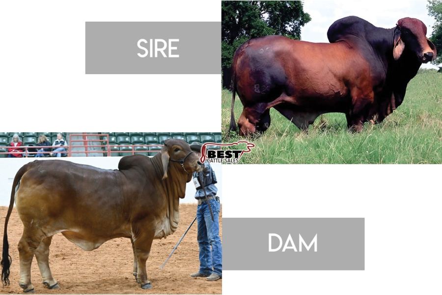 LOT 13 - +MR. 3H X-RAY 825 x MS CADDO MORGAN 132- 3 CONVENTIONAL EMBRYOS
