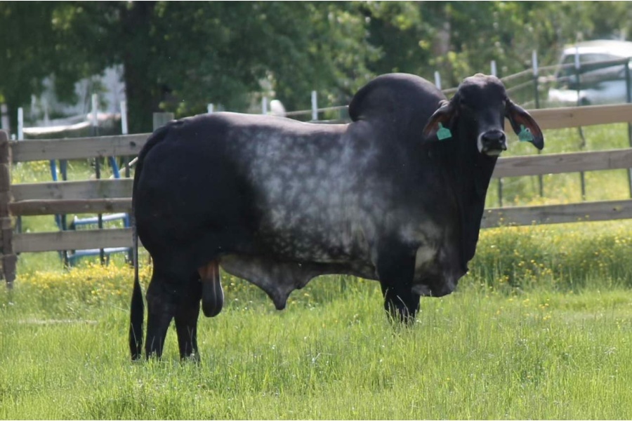 LOT 06 -  LMC POLLED STUNTMAN 30/0 (PP) - 3 CONVENTIONAL SEMEN STRAWS