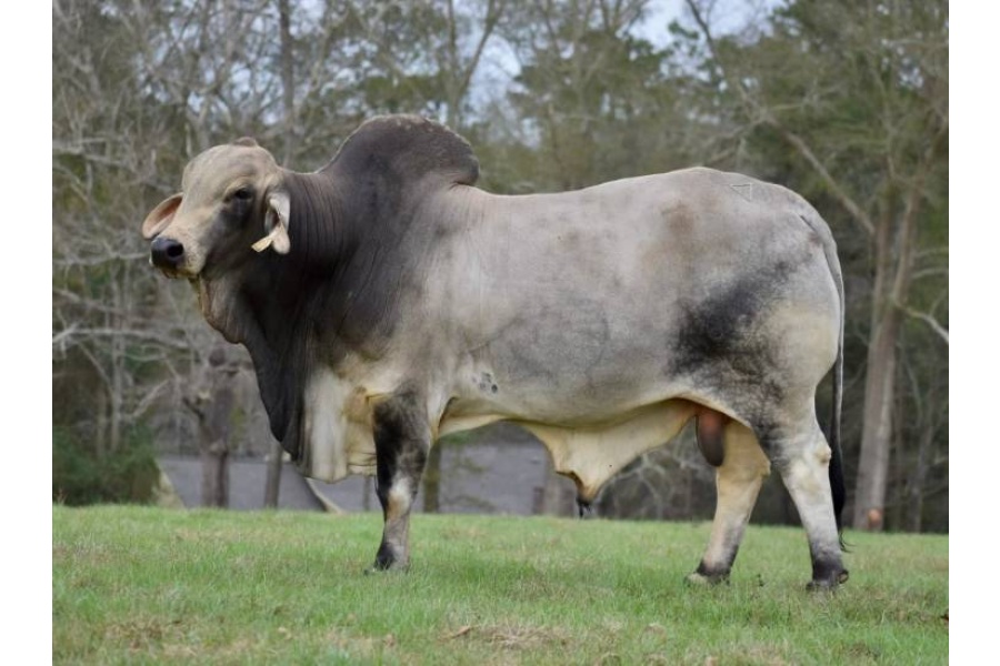 LOT 08 - LMC POLLED ELY 69/6 (PP) - 3 CONVENTIONAL SEMEN STRAWS