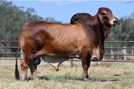 LOT 26 - MR. CE 512/5- HEIFER PLUS SEMEN