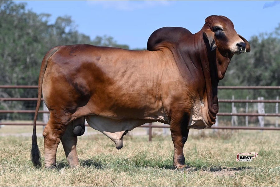 LOT 26 - MR. CE 512/5- HEIFER PLUS SEMEN