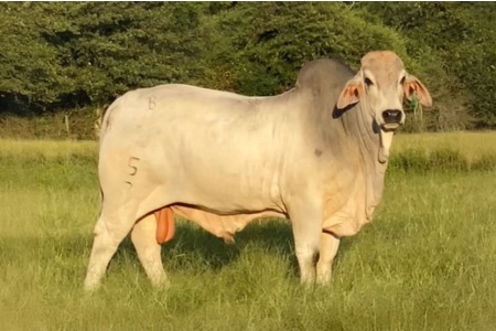 LOT 21A - MR. NOBLE 5/7 - (5) FIVE STRAWS SEMEN