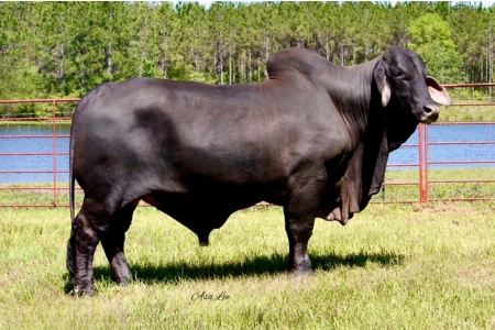 LOT 28 - LMC LF POLLED SPARTAN 194/7 (P) - 10 STRAWS