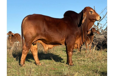 LOT 33 - LAR MR POLLED RUBEN PP (P) - SEMEN