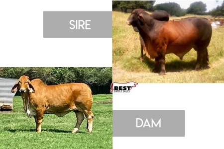 LOT 15 - MR. ROJO RHINO 944/1 X CT MS. ANNA RHINEAUX 8/7- 2 CONV. EMBRYOS
