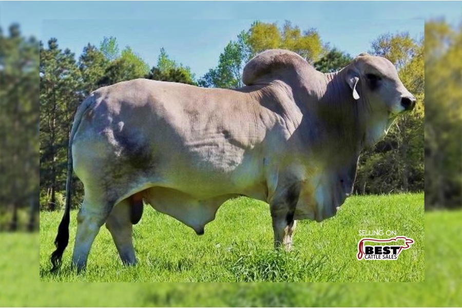 LOT 08 - LMC POLLED ELY 69/6 (PP) - 3 CONVENTIONAL SEMEN STRAWS