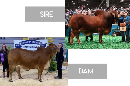 LOT 18 - VL ROJO APACHE 89/9 X MORENO MS. LADY RISAS - 4 CONVENTIONAL EMBRYOS