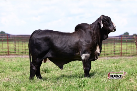 LOT 27 - MR. JS POLLED BLACK TIE 324/4 - SEMEN