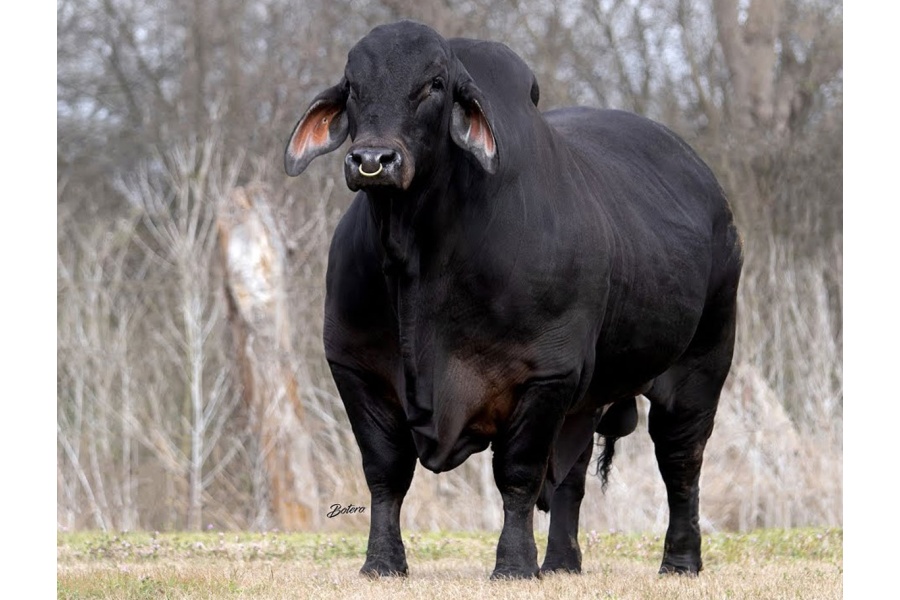 LOT 01 - +Mr. MCC Polled Smoke 14/9 (P) - 1 STRAW