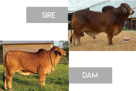 LOT 17 - +TJF MR. SMOKIN GUN X LMC LN POLLED DIOSA 142/1 (PP) - 3 CONVENTIONAL EMBRYOS