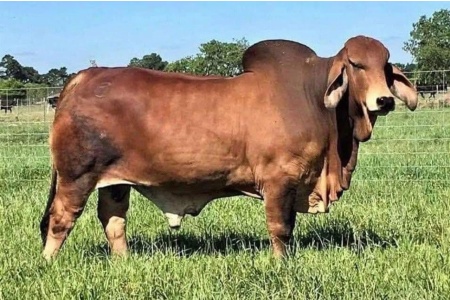LOT 43 - CT MR JACK RHINEAUX  111/5 - 2 STRAWS SEXED SEMEN