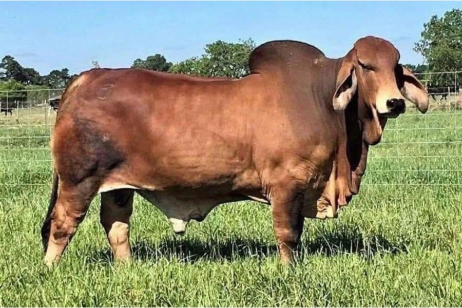LOT 43 - CT MR JACK RHINEAUX  111/5 - 2 STRAWS SEXED SEMEN
