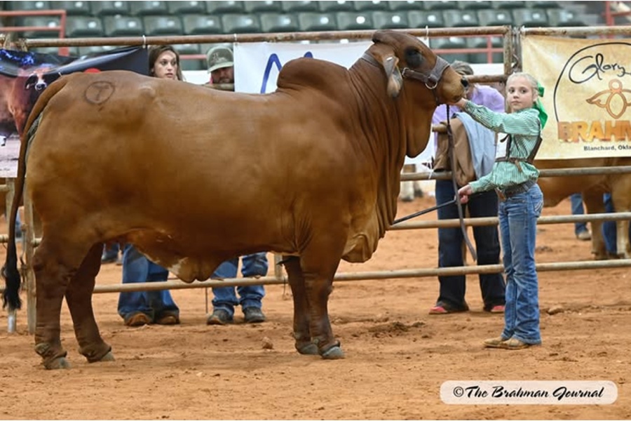 CT MS LOCA BEAN 16/2 X MR. FONTENOT 200 - RED BRAHMAN FEMALE SEXED EMBRYOS - MEXICO
