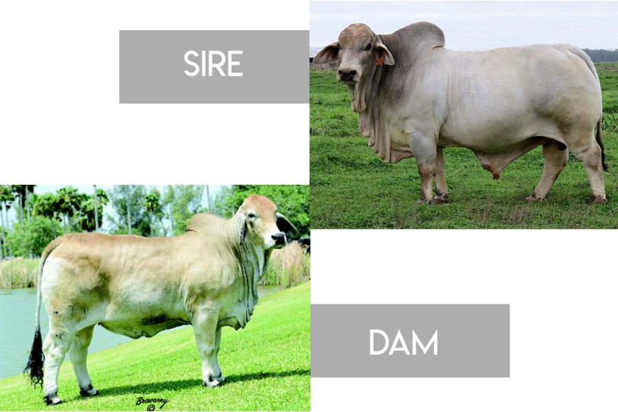 LOT 32 - MR. ROYAL K 48/8 “STUD DUCK” X JDH LADY EMMA MANSO 471/4 - 3 SEXED EMBRYOS