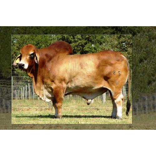 LOT 07 - MR. HCC 525/6 (P) “POLLED POWER” SEMEN - TWO STRAW PACKAGE