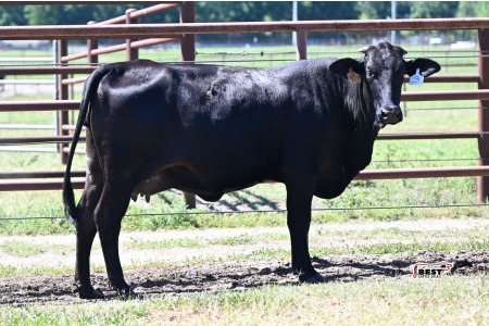 LOT 20C - F-1 Heifer