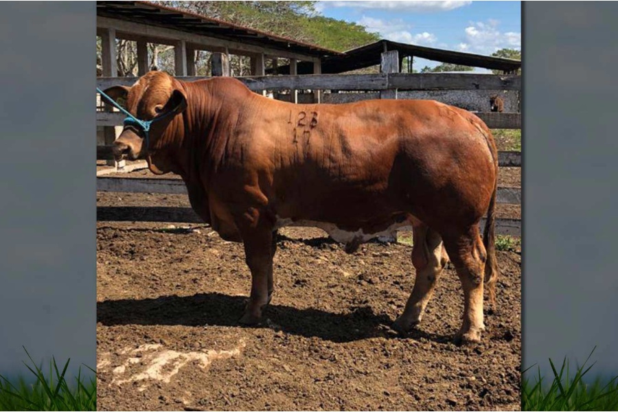 LOTE 41 - ABA CUPIDO 123/17