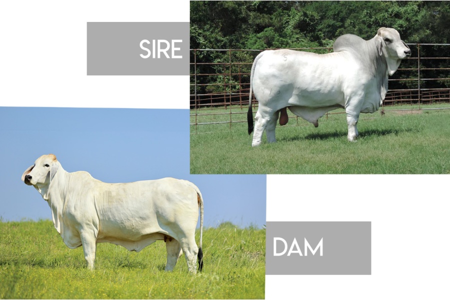 LOT 07 -MR. SNS MOJO 412/9 X AT MISS MILLIE 2.0 779/0-BRED RECIP