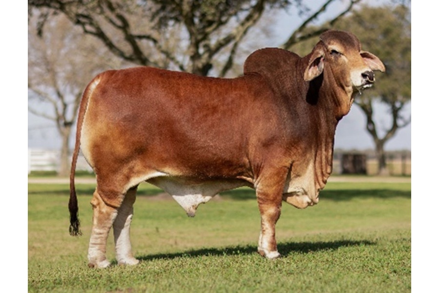 LOT 22 - MR. RP 10 - 1 UNIT CONVENTIONAL SEMEN