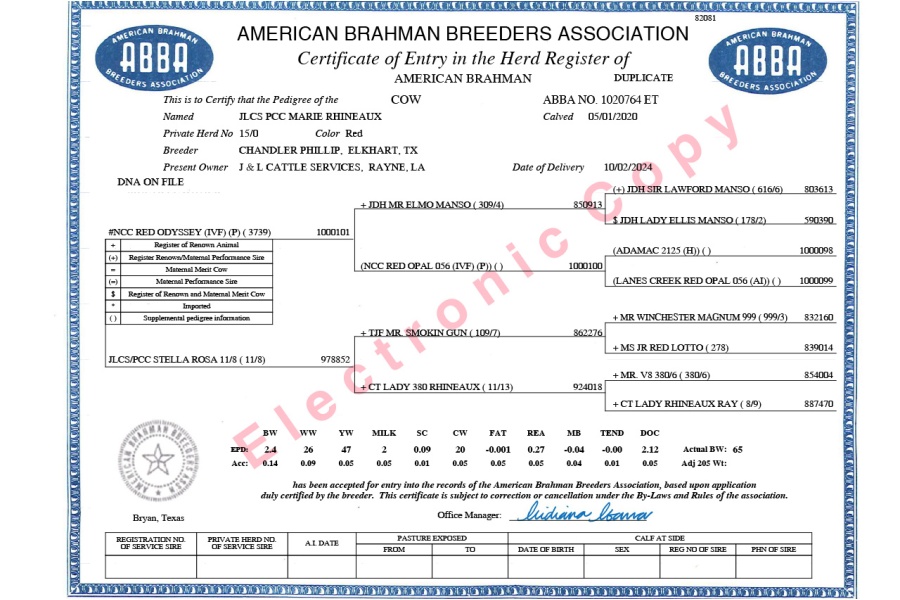 SRS JOE KID 185 X JLCS PCC MARIE RHINEAUX 15/0  - FEMALE SEXED EMBRYO - USA ONLY