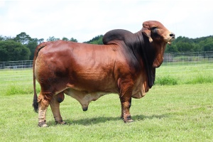 MR WCC SAMPRAS ROJO 595/4 - CONVENTIONAL SEMEN PACKAGE - USA ONLY