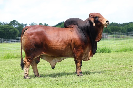MR WCC SAMPRAS ROJO 595/4 - CONVENTIONAL SEMEN PACKAGE - USA ONLY
