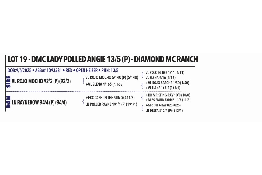 LOT 019 - DMC LADY POLLED ANGIE 13/5 (P) - DIAMOND MC RANCH