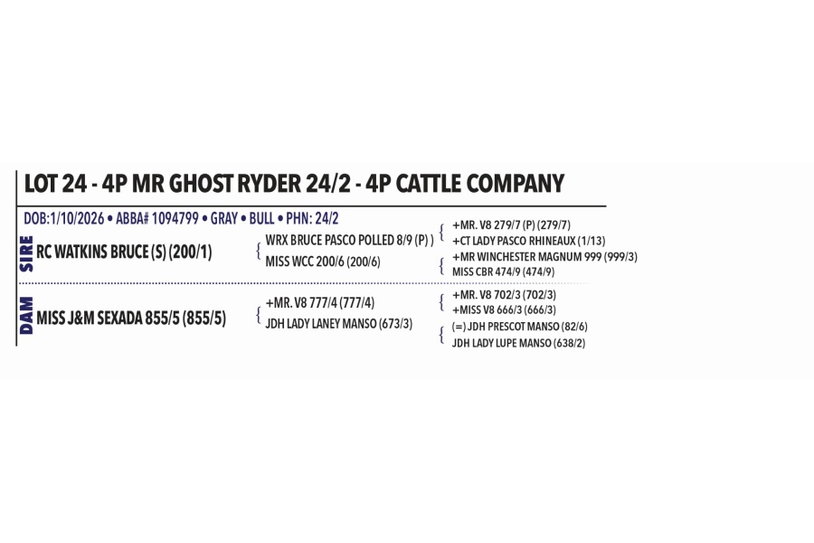 LOT 024 - 4P MR GHOST RYDER 24/2 - 4P CATTLE COMPANY